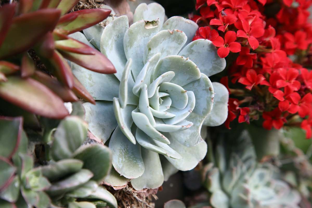 kennett square close-up photo of green succulent plant united states